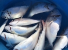 PESCA PRESSO LE SECCHE DI TOR PATERNO - Sailcharteroma.....attimi di vita in luoghi da sogno